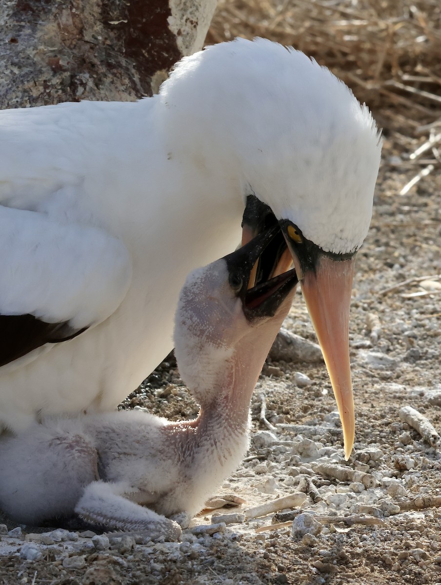 terej tichomořský - ML647200023