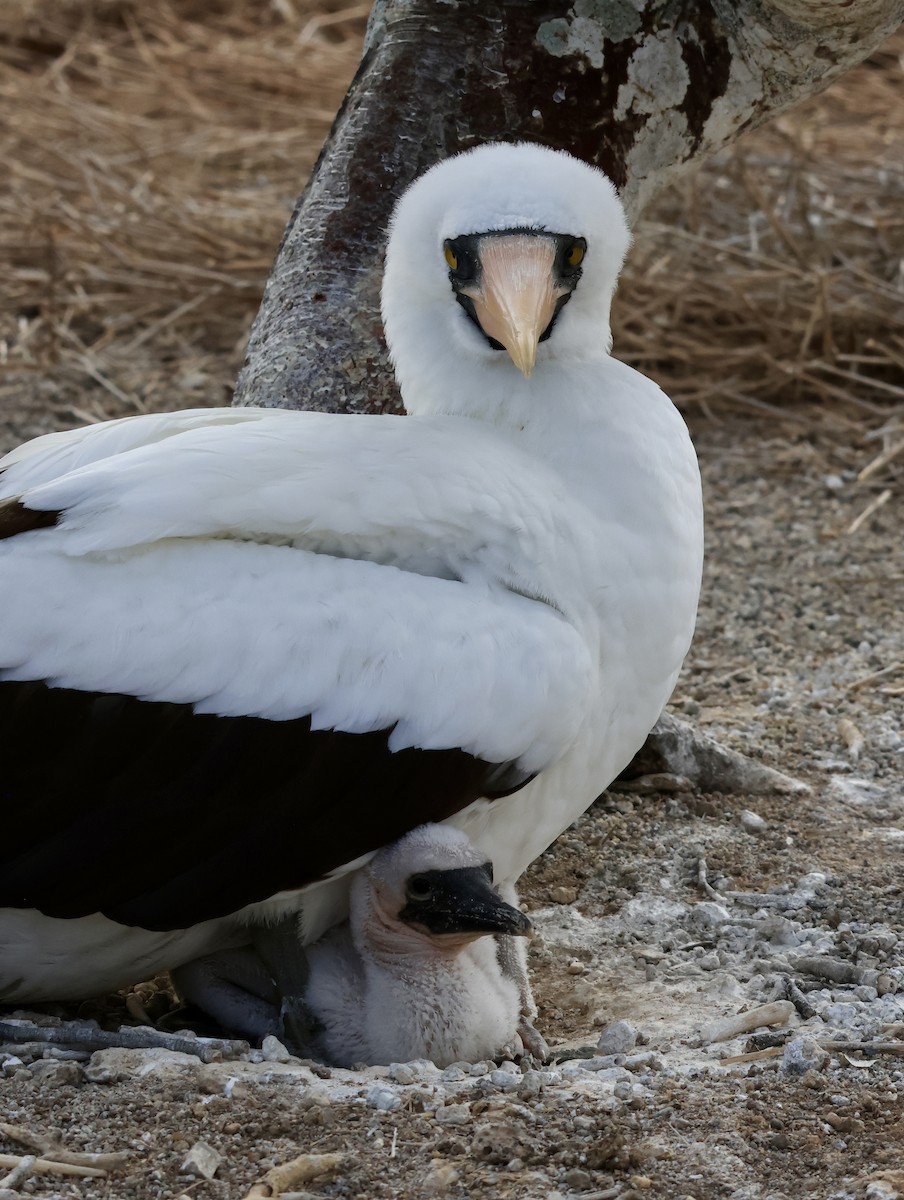 terej tichomořský - ML647200025