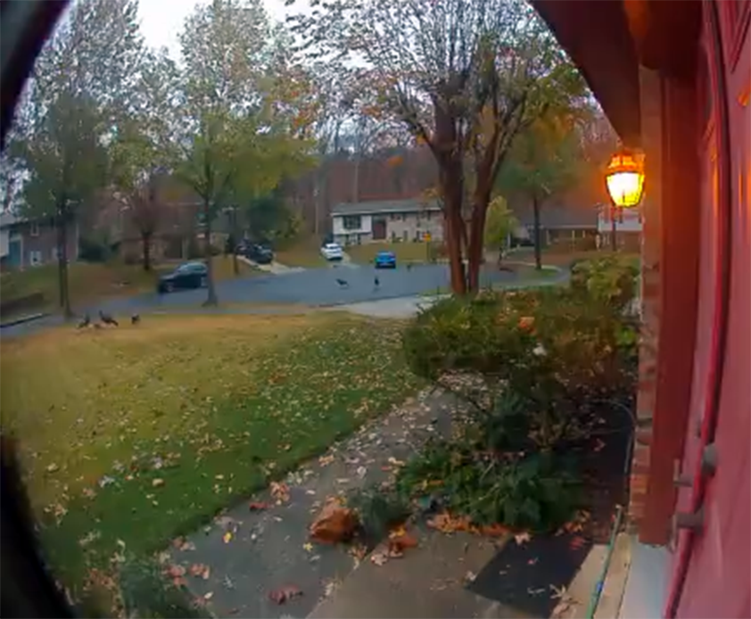 Wild Turkey - ML647200078