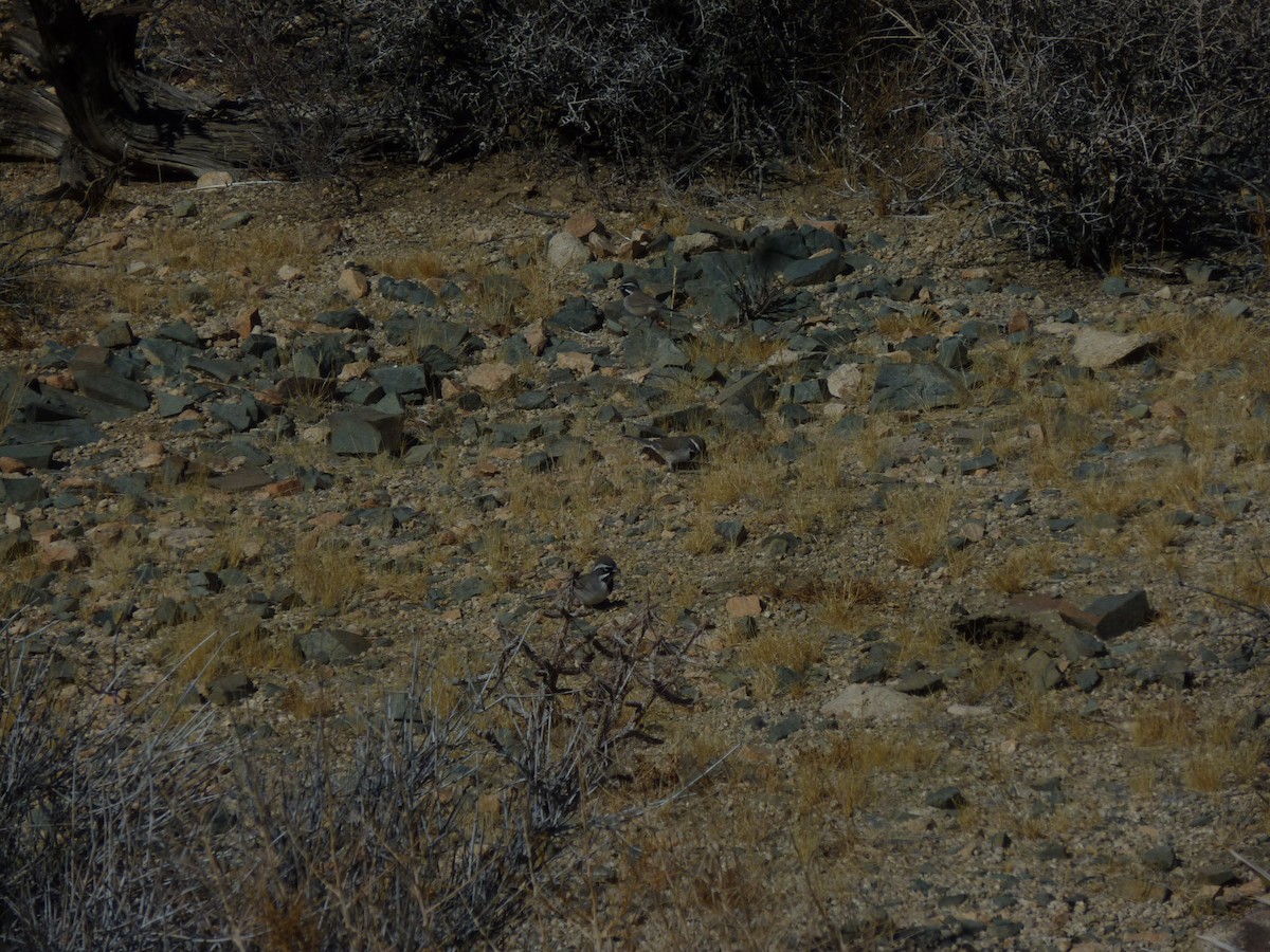 Black-throated Sparrow - ML647200082