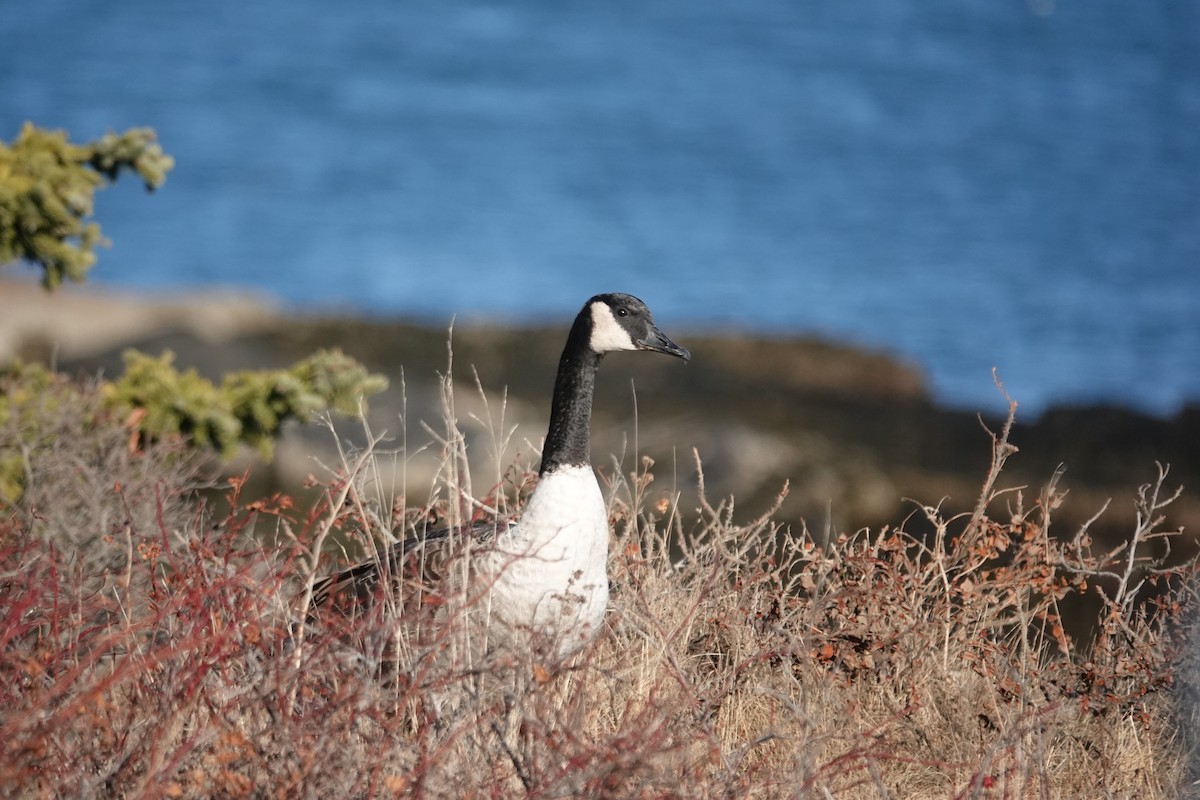 Branta kanadar handia - ML647200084