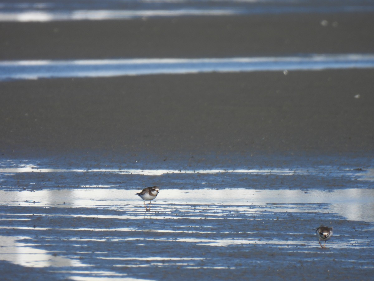 Semipalmated Plover - ML647200085