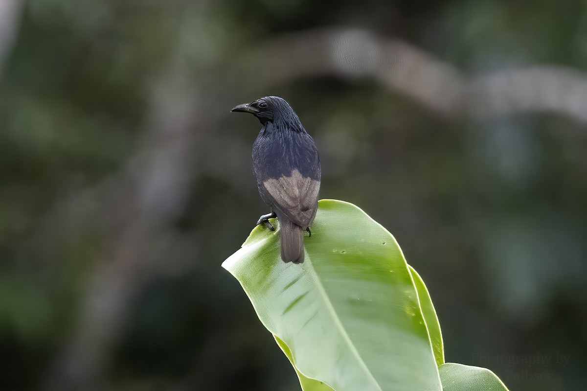 Stourne de San Cristobal - ML647200092