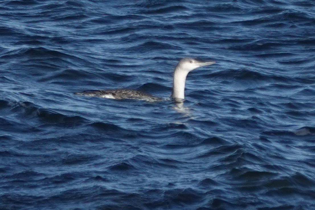 Aliota txikia - ML647200096