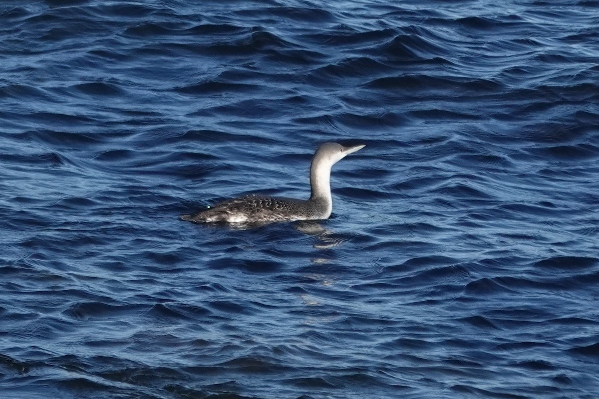 Aliota txikia - ML647200097