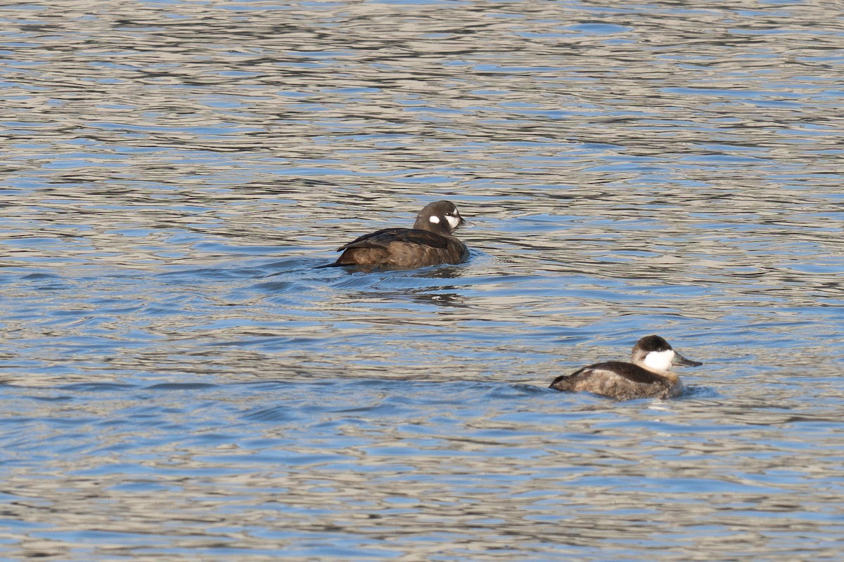 Ahate arlekina - ML647200115