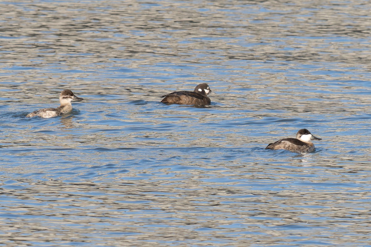 Ahate arlekina - ML647200116