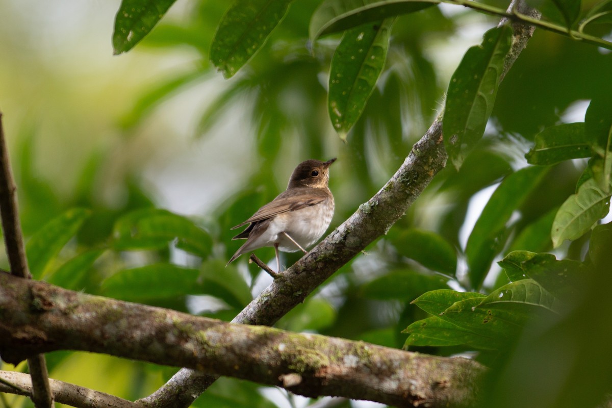 drozd západní - ML647200118