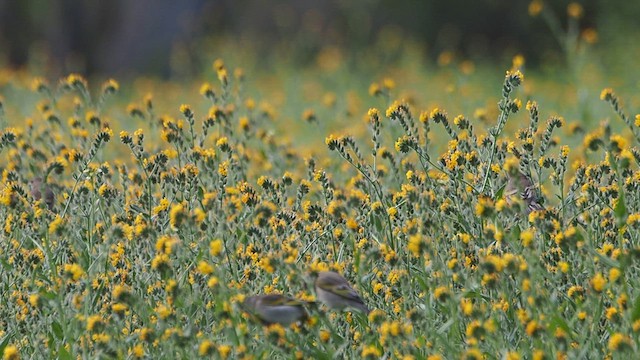 Чиж масковий - ML647200119