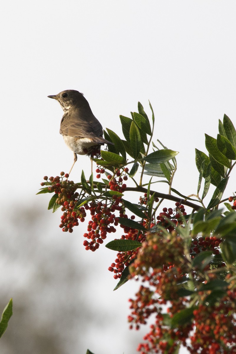 Hermit Thrush - ML647200121