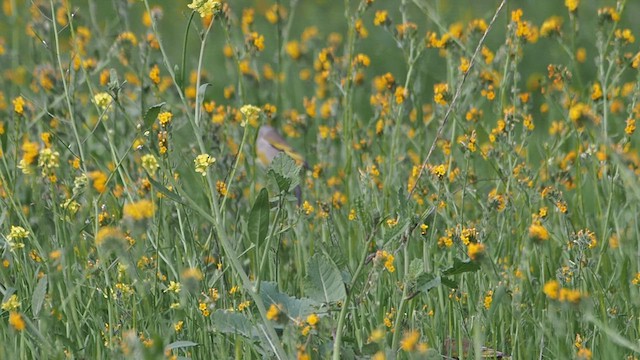Чиж масковий - ML647200122