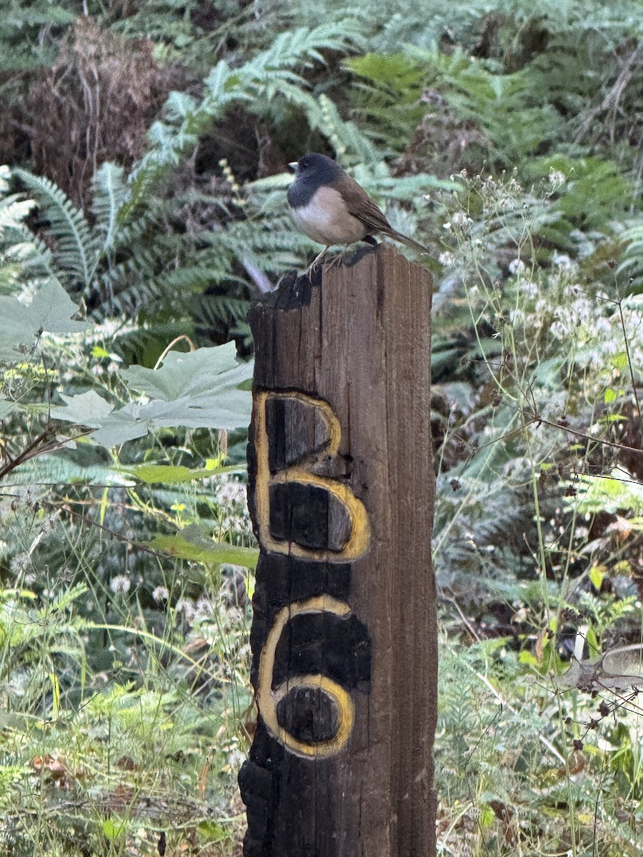 Dark-eyed Junco (Oregon) - ML647200123