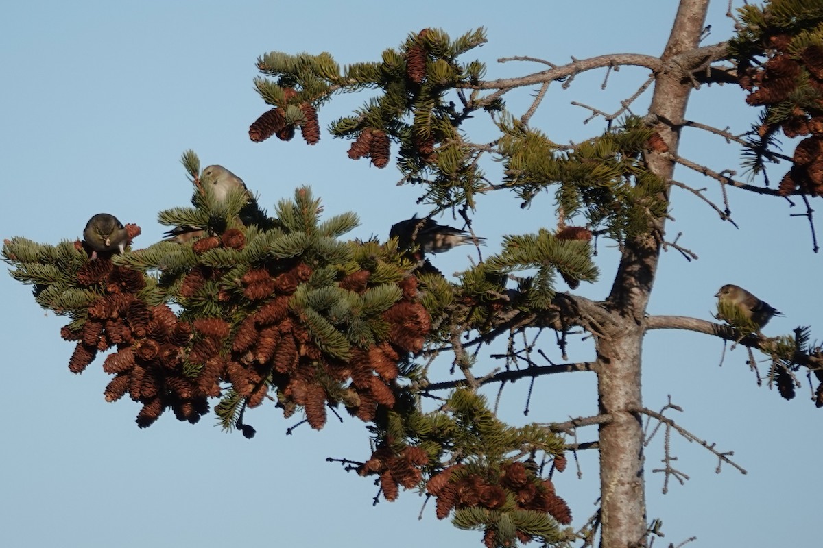 American Goldfinch - ML647200124