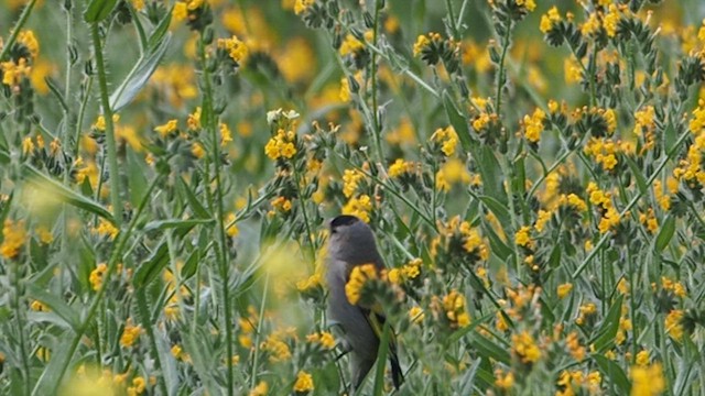 Чиж масковий - ML647200127