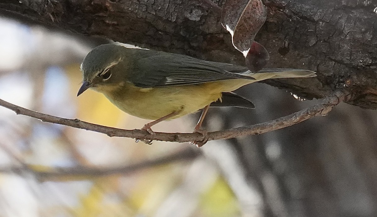 Black-throated Blue Warbler - ML647200132