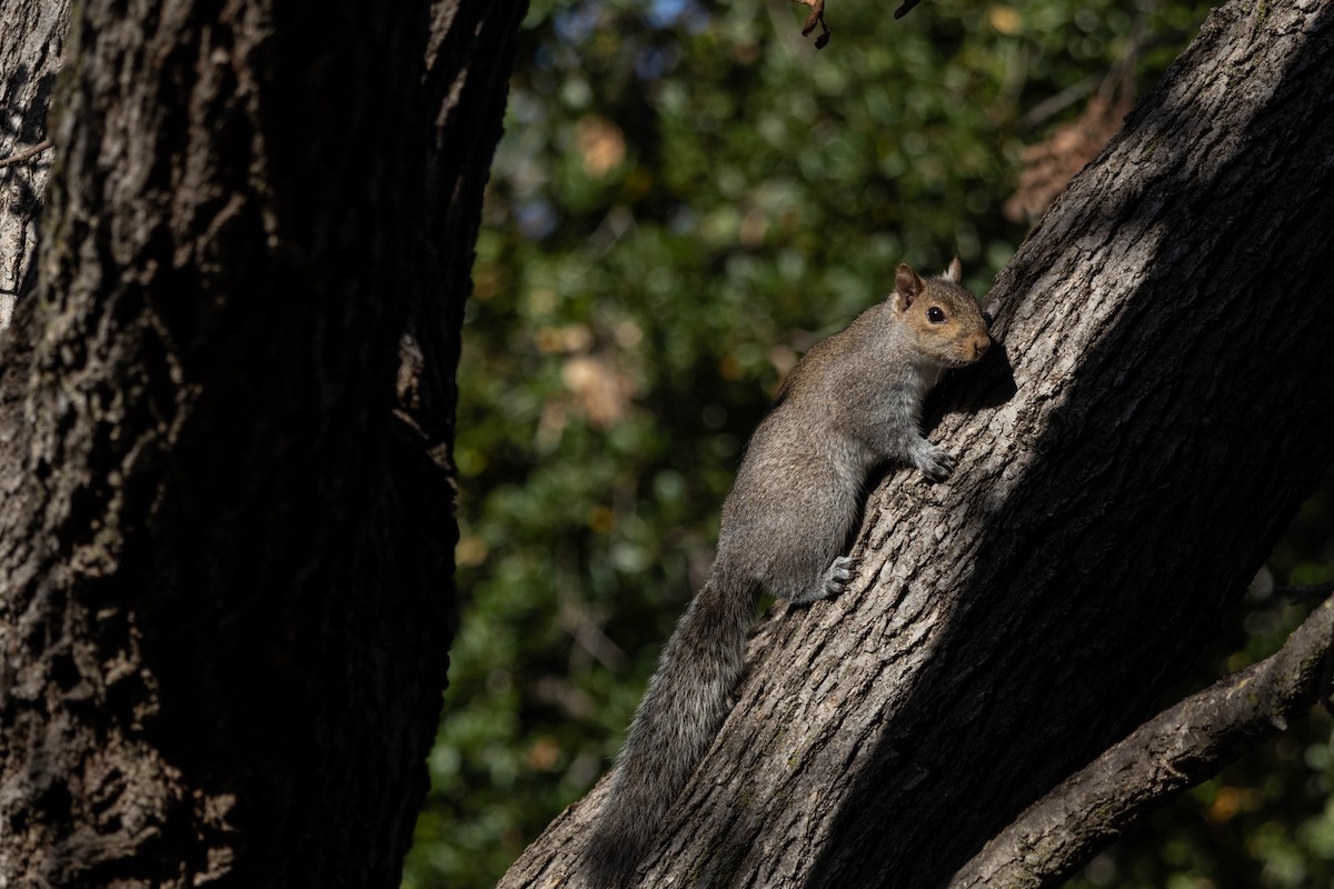 Animals - ML647200133