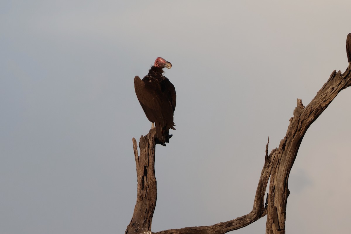 sup ušatý - ML647200141