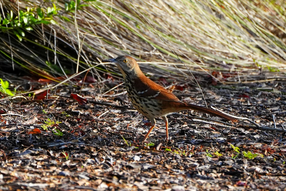Cuitlacoche Rojizo - ML647200143