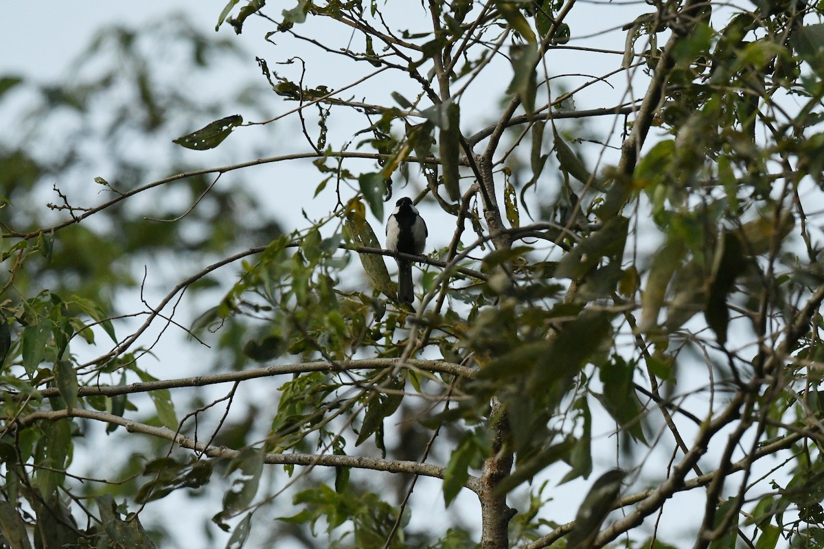 シジュウカラ（cinereus グループ） - ML647200146