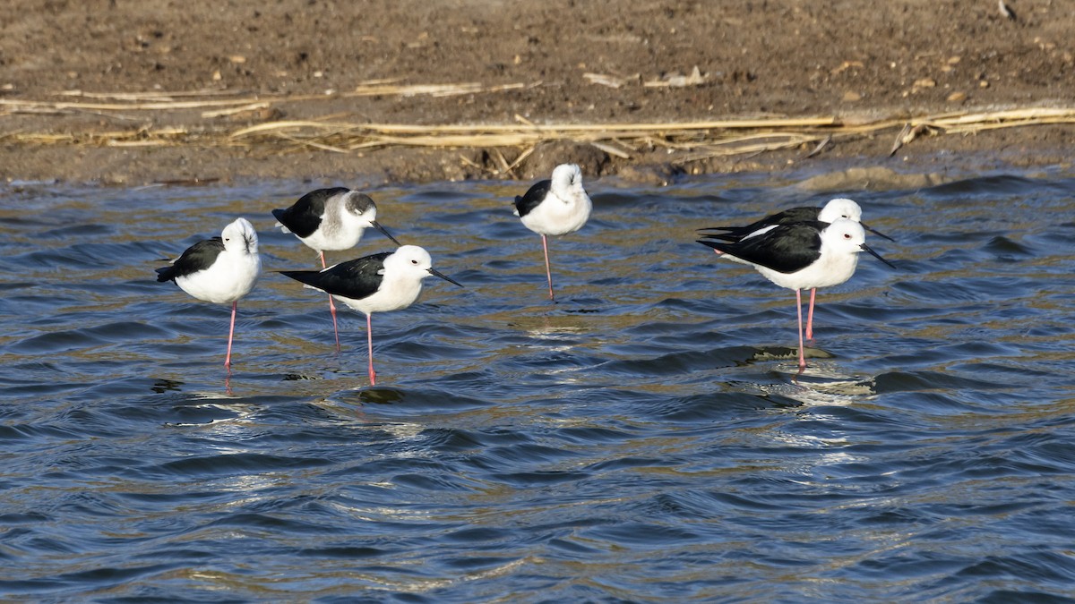 Black-winged Stilt - ML647200152