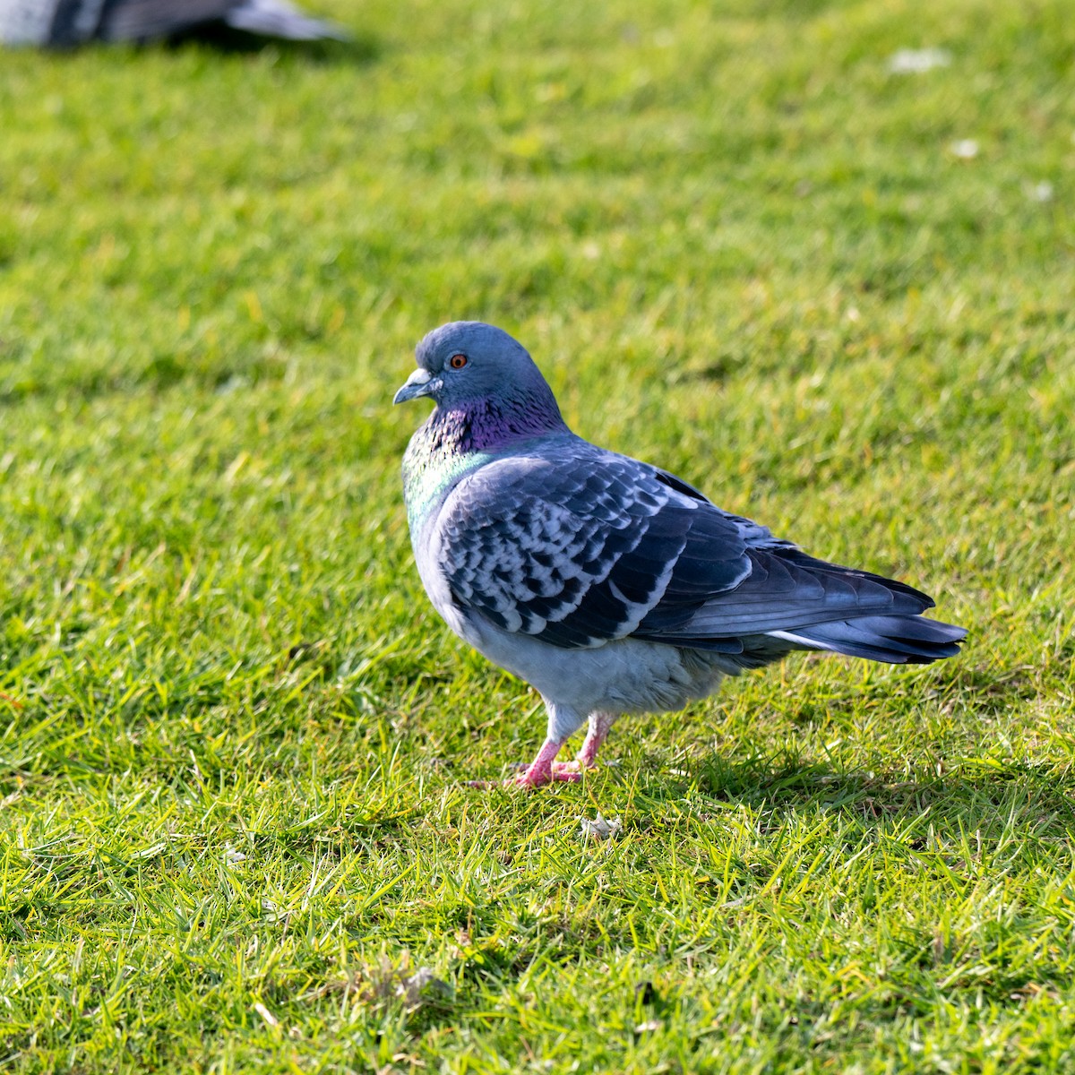 יונת בית - ML647200155