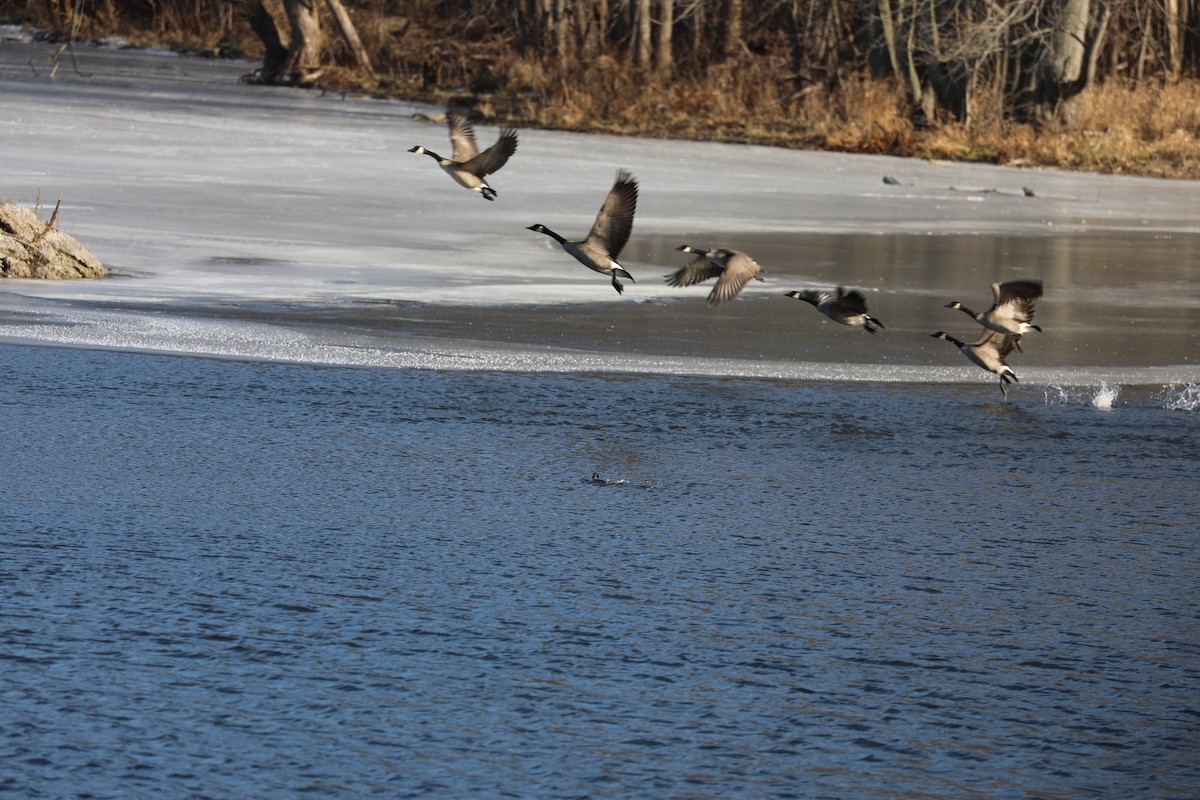 Canada Goose - ML647200158