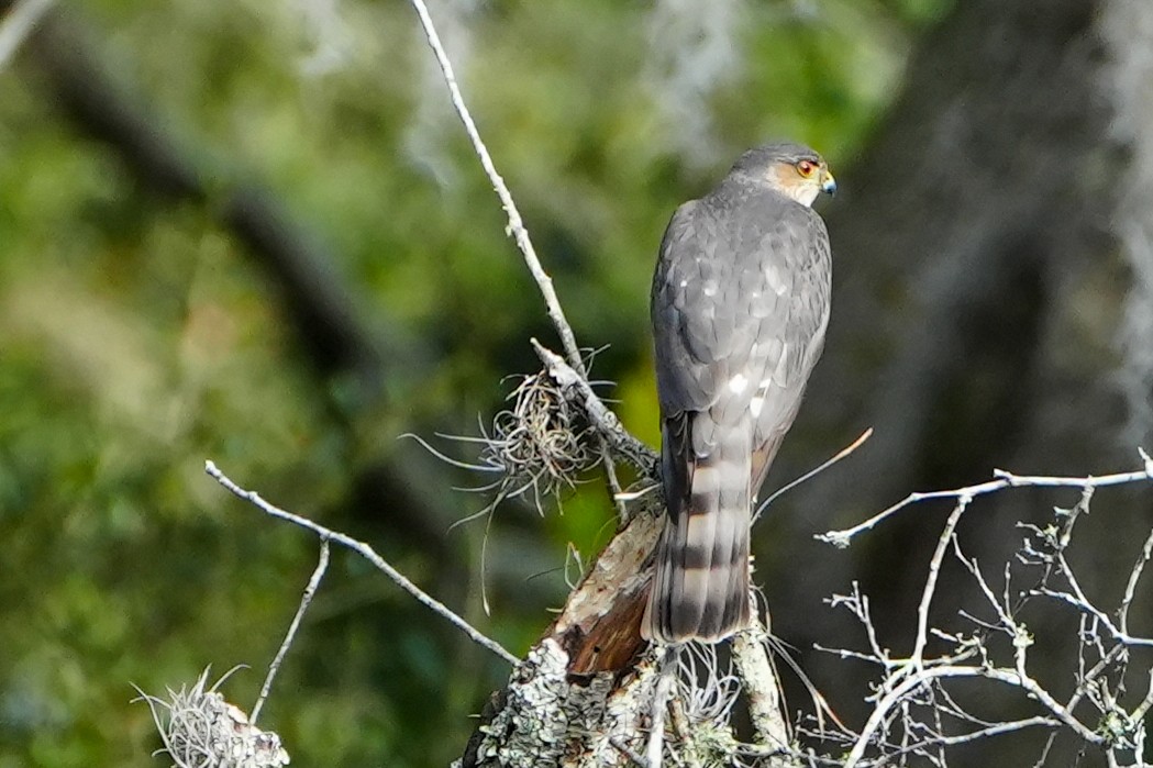 Sharp-shinned Hawk - ML647200164