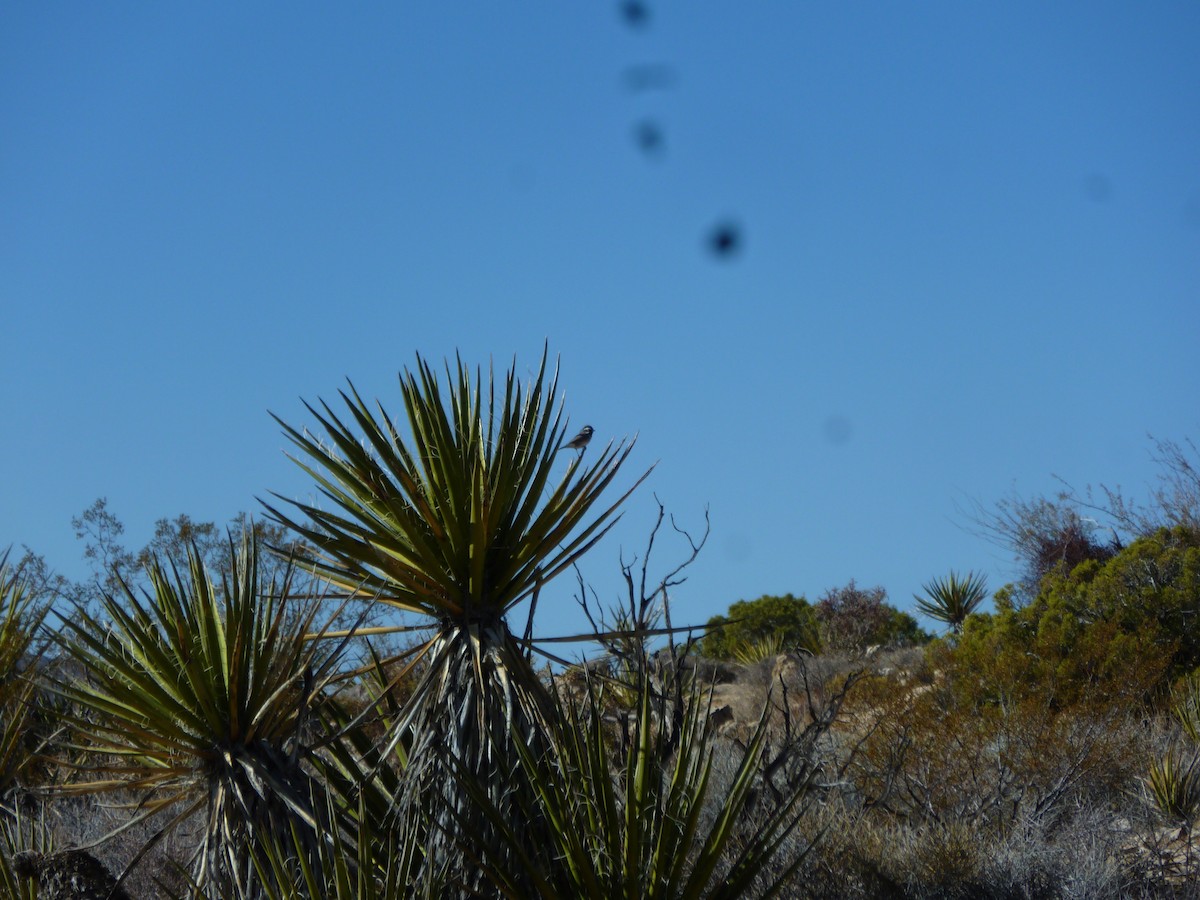 Black-throated Sparrow - ML647200165
