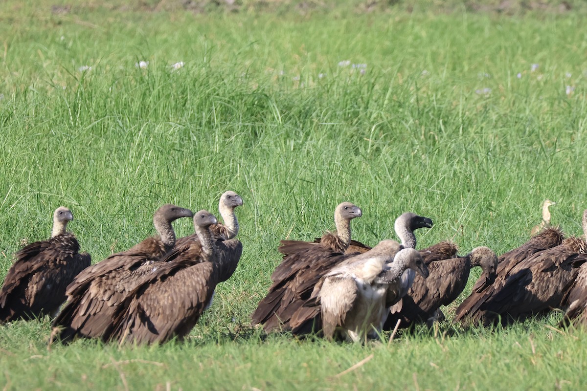 sup africký - ML647200169