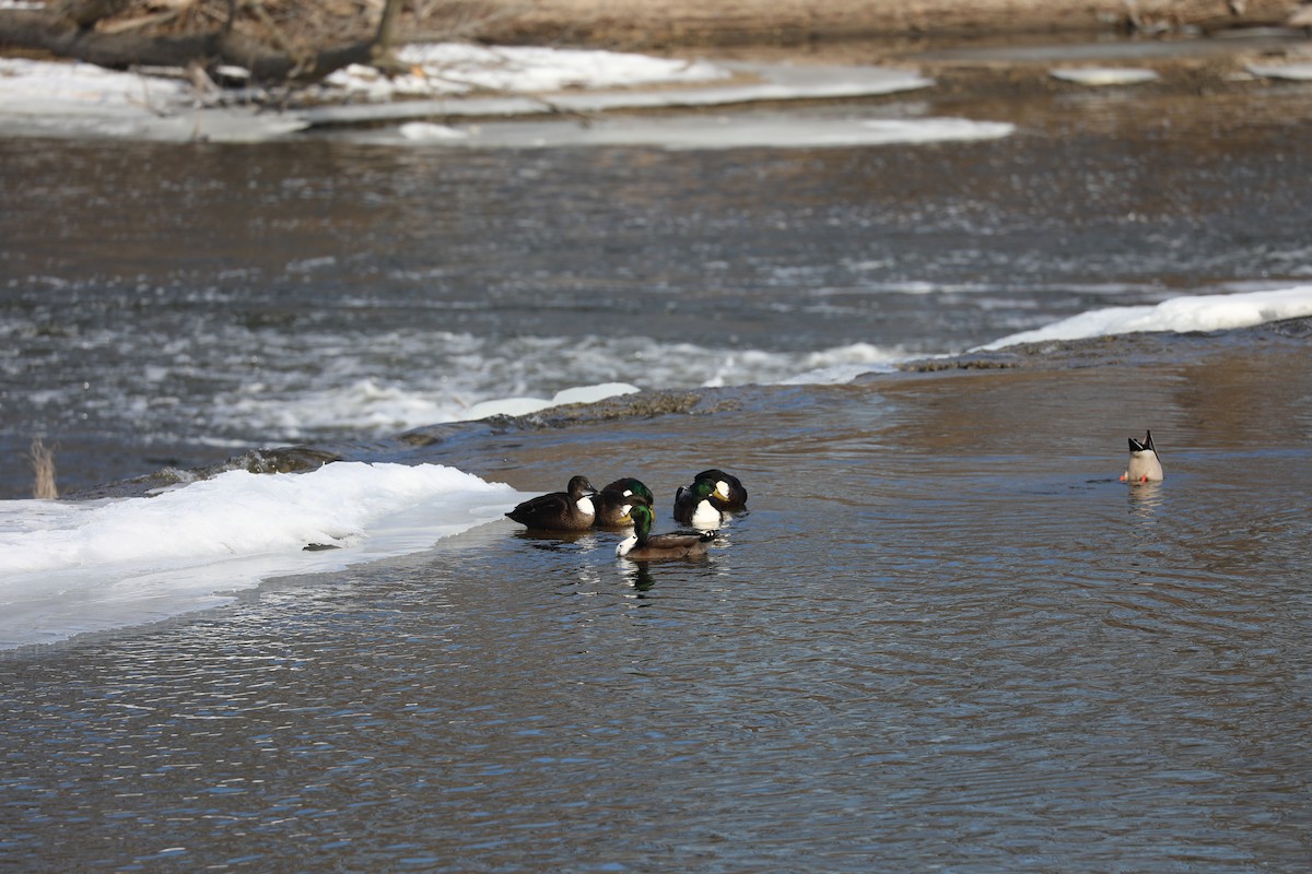 Mallard (Domestic type) - ML647200171