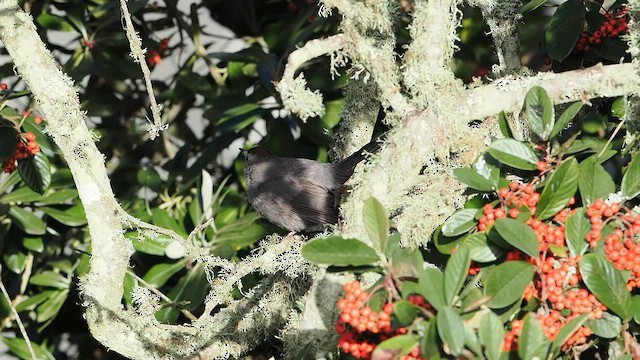 Пересмішник сірий - ML647200173