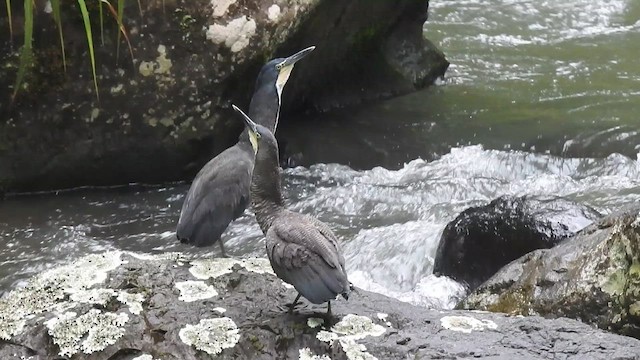 Бушля чорношия - ML647200174