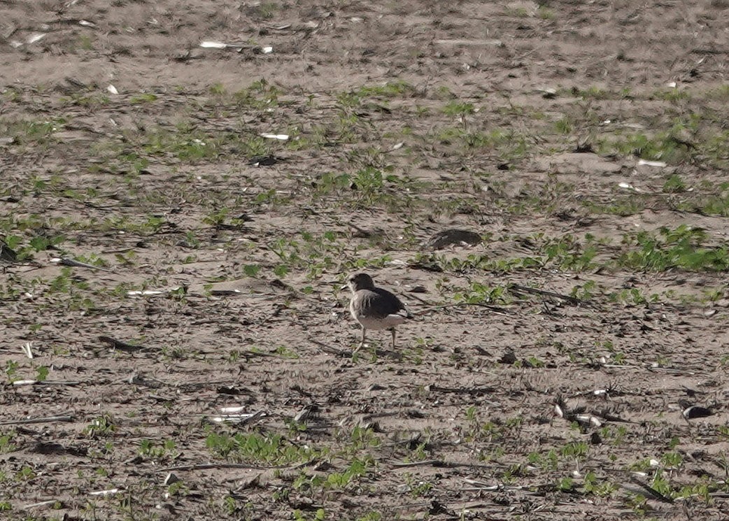 prærielo - ML647200175