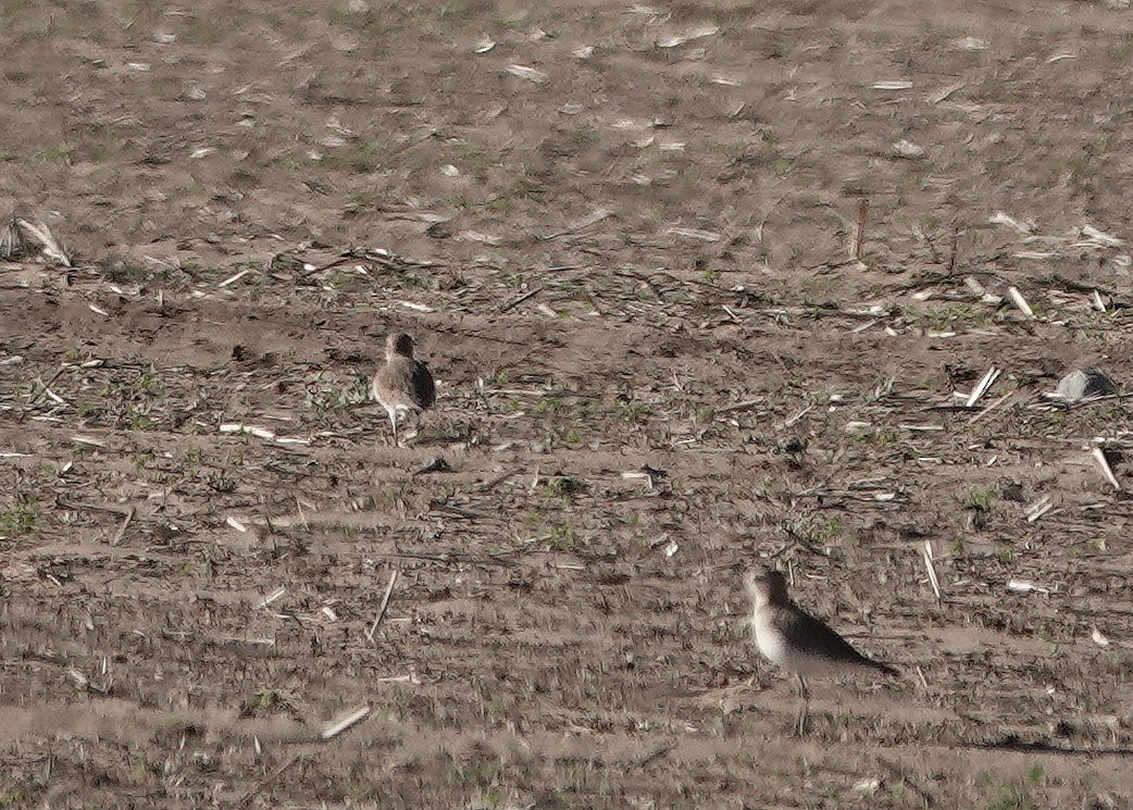 prærielo - ML647200177