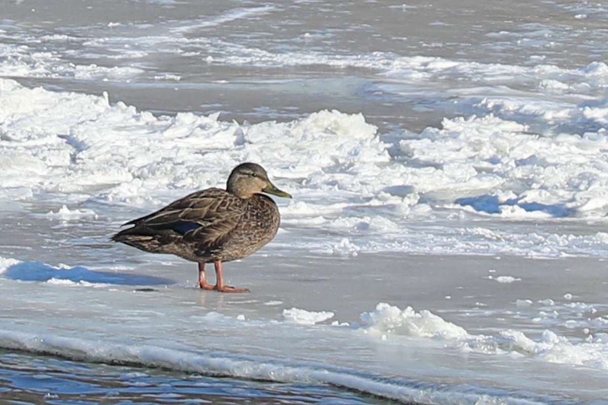 American Black Duck - ML647200182