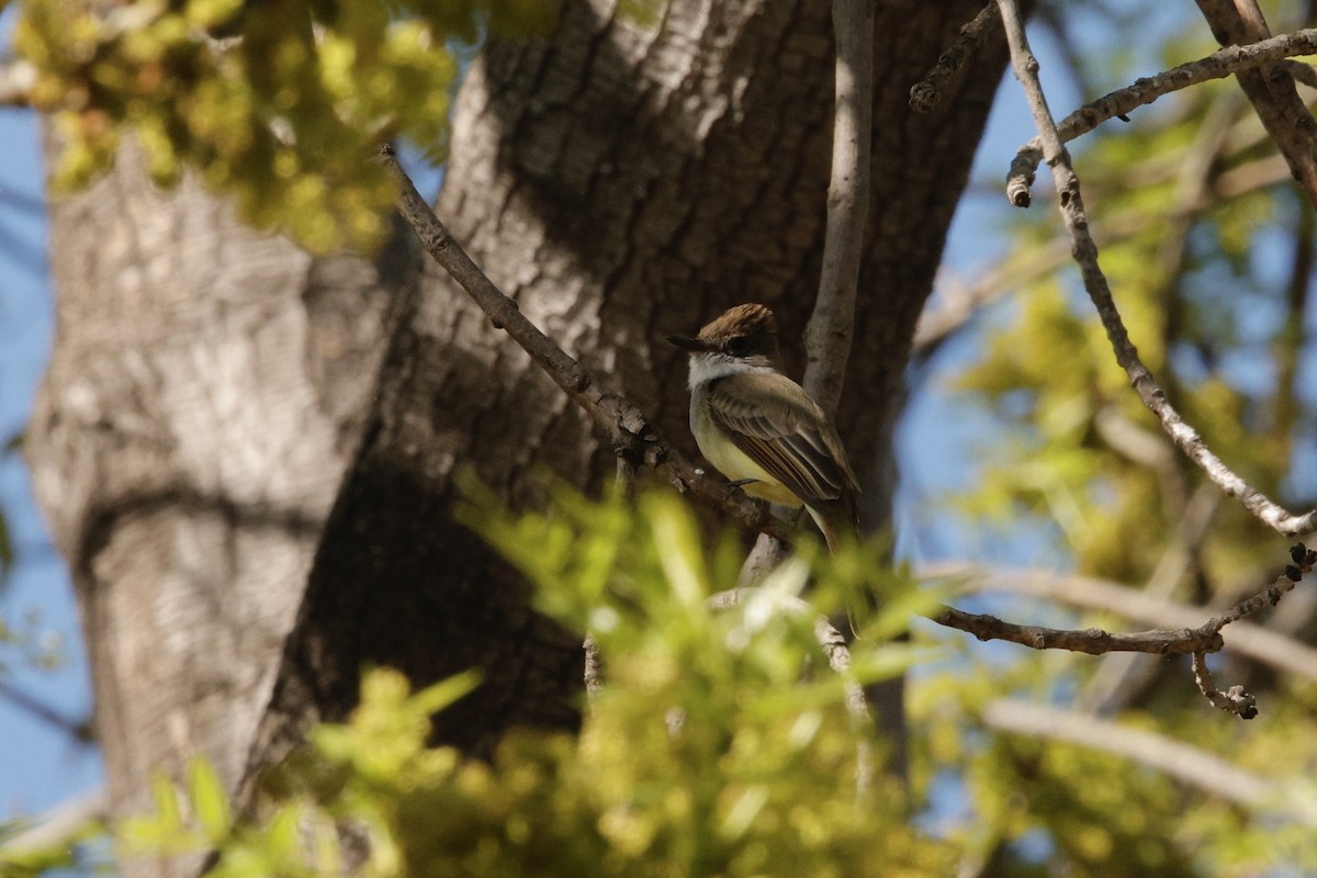 Dusky-capped Flycatcher - ML647200183