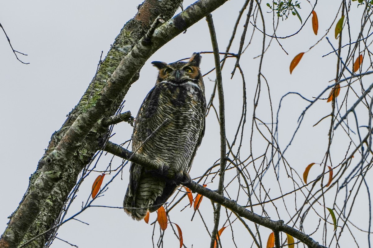 Great Horned Owl - ML647200191