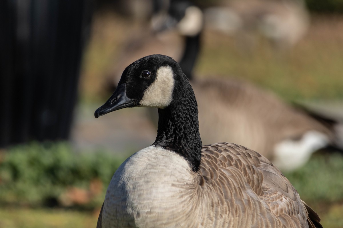 Canada Goose - ML647200199