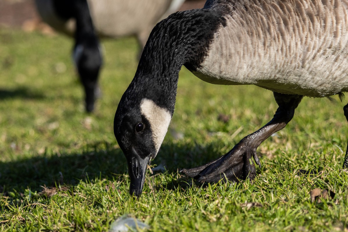 Canada Goose - ML647200200