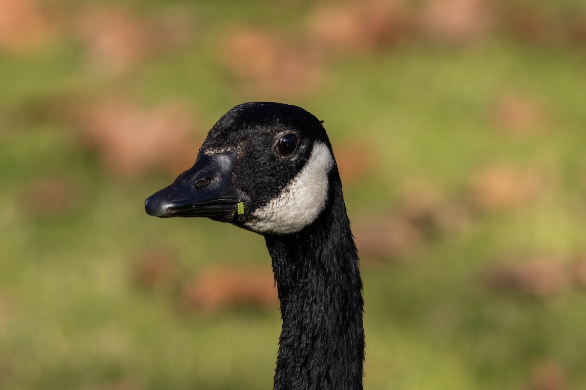 Canada Goose - ML647200201