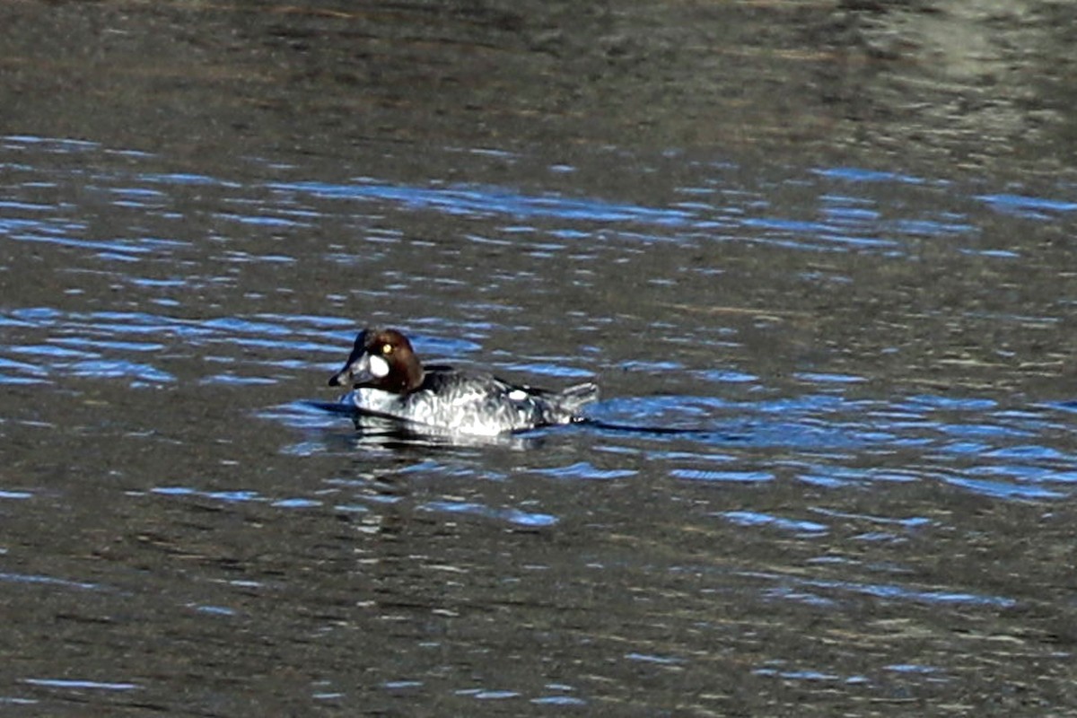 Common Goldeneye - ML647200209