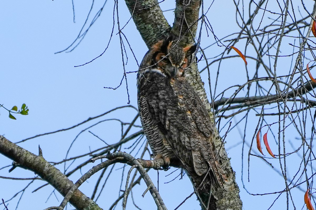 Great Horned Owl - ML647200210
