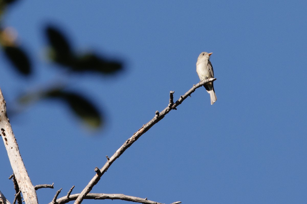 Greater Pewee - ML647200216