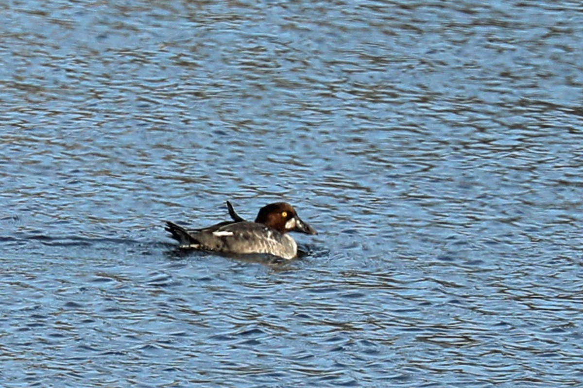 Common Goldeneye - ML647200218