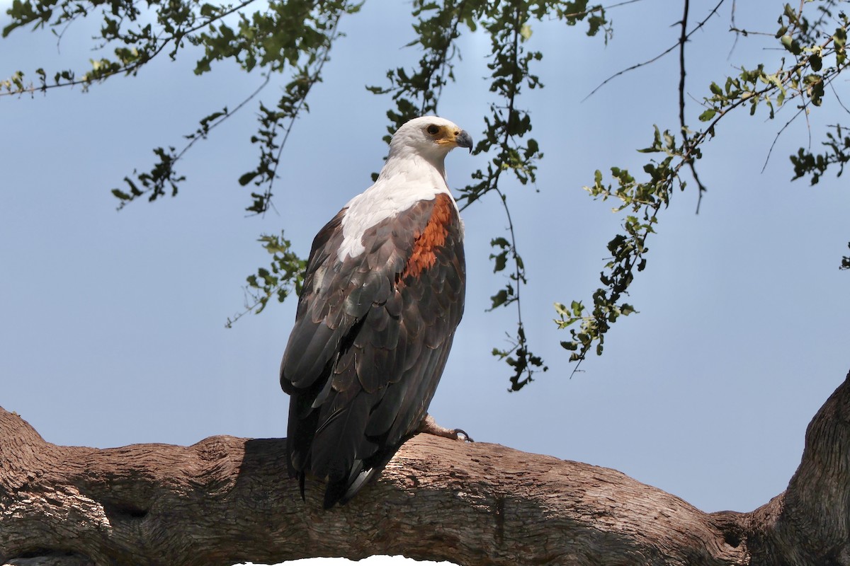 orel jasnohlasý - ML647200225