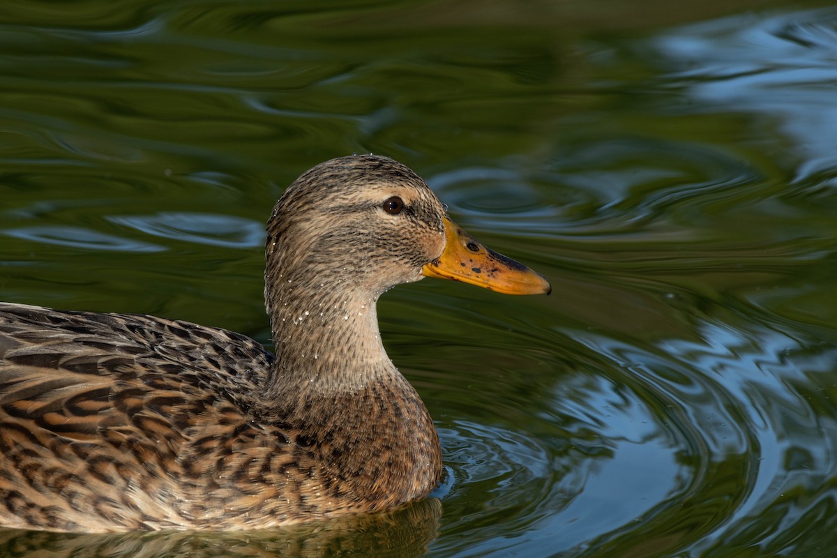 Mallard - ML647200226