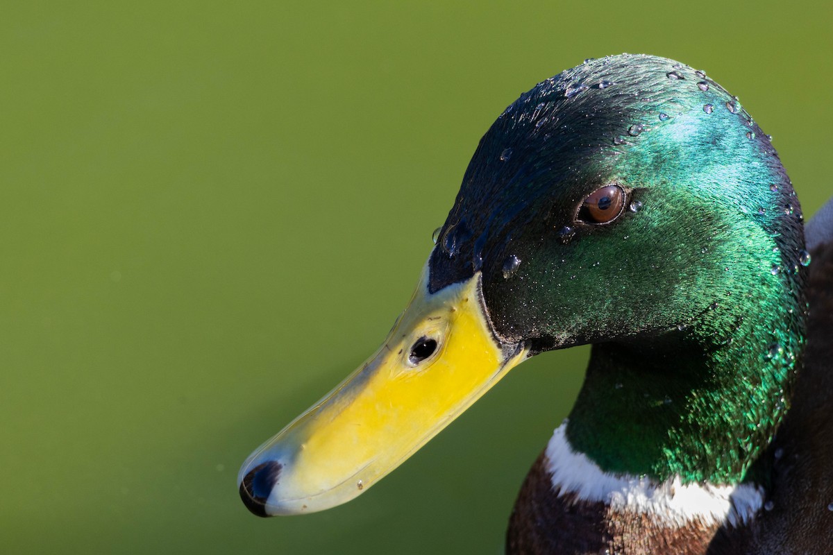 Mallard - ML647200227