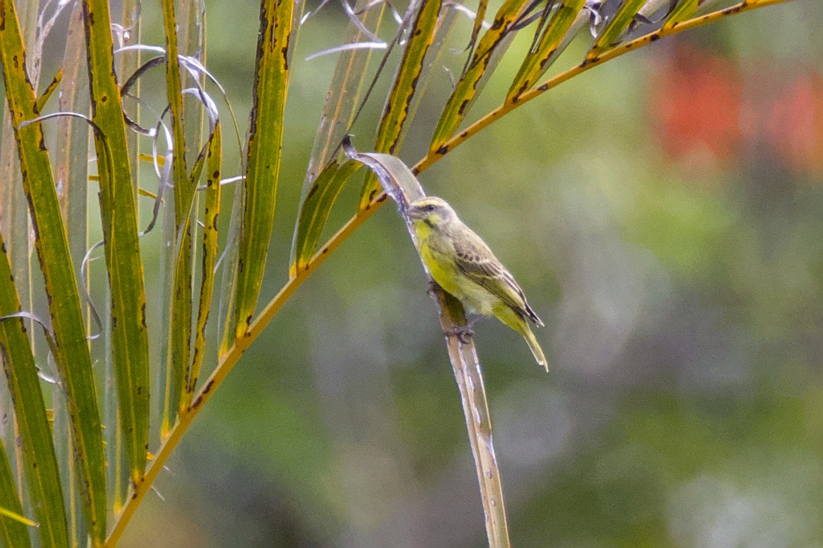 Kara Bıyıklı Sarı İskete - ML647200228