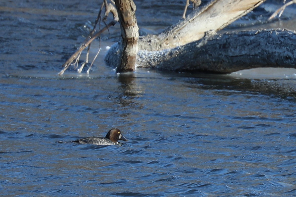 Common Goldeneye - ML647200230