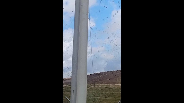 Птах sp. - ML647200232